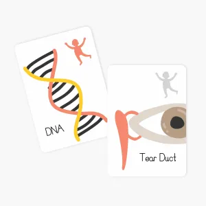 Flash & Fact Cards Inside My Body