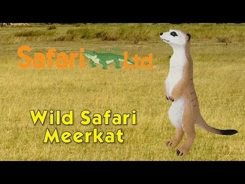 MEERKATS